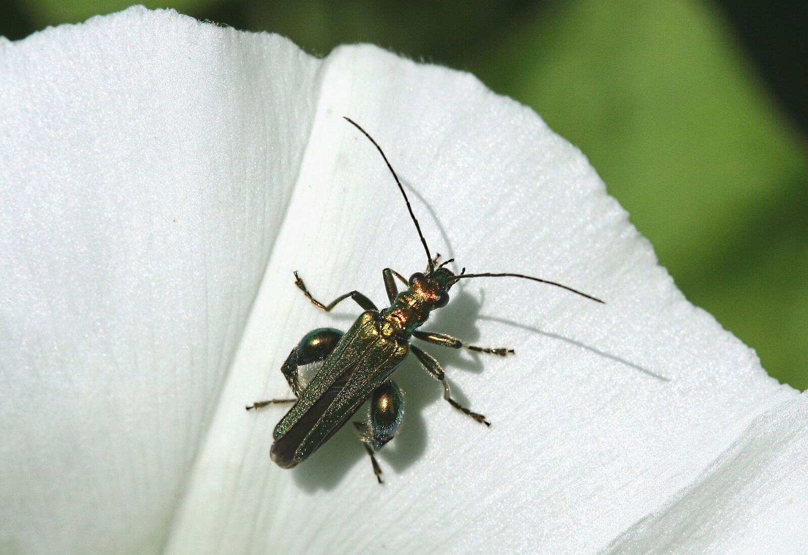 Canon EOS 350D (EOS Digital Rebel XT / EOS Kiss Digital N) sample photo. Insect, bug, false oil photography