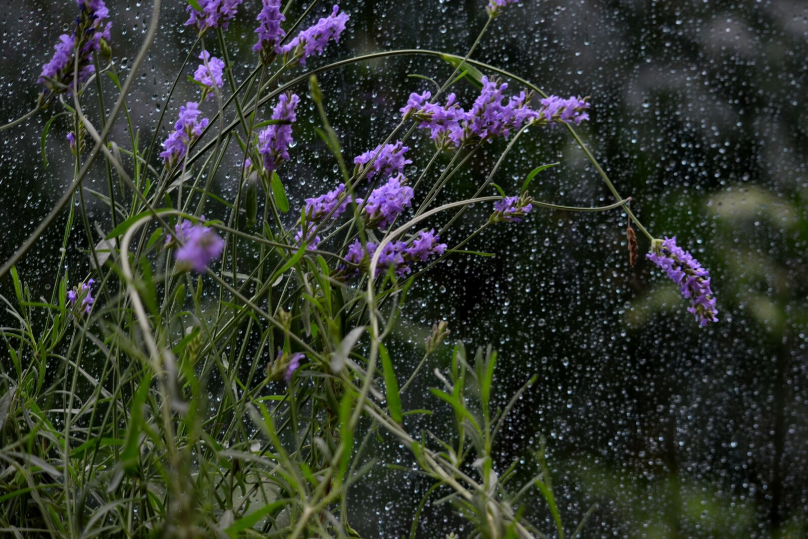Nikon D5300 sample photo. Flowers, lavender, fragrant photography