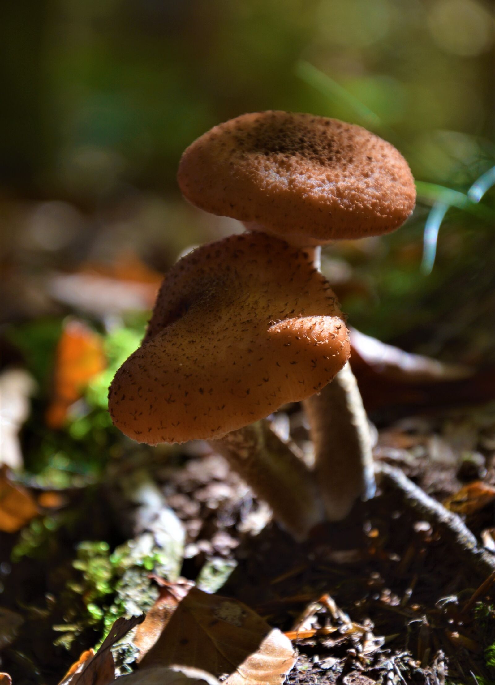 Nikon D3200 sample photo. Fungus, mushroom, nature photography