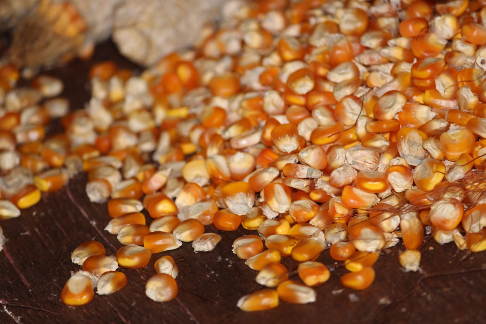 Canon EOS 700D (EOS Rebel T5i / EOS Kiss X7i) sample photo. Corn, seed, grain photography