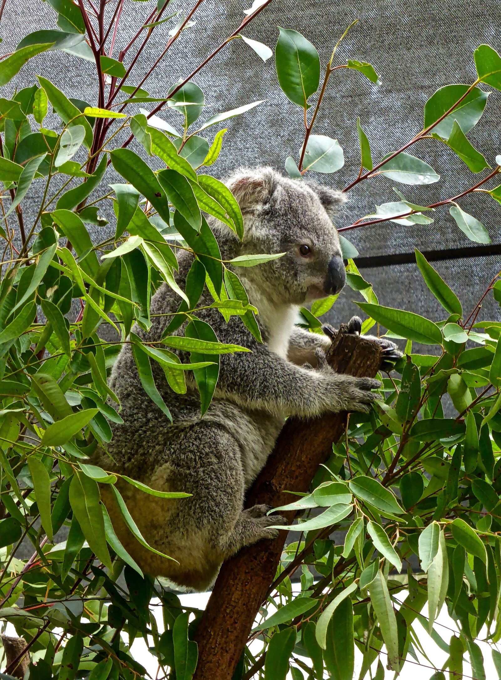 Panasonic DMC-TZ41 sample photo. Koala, bear, australian photography
