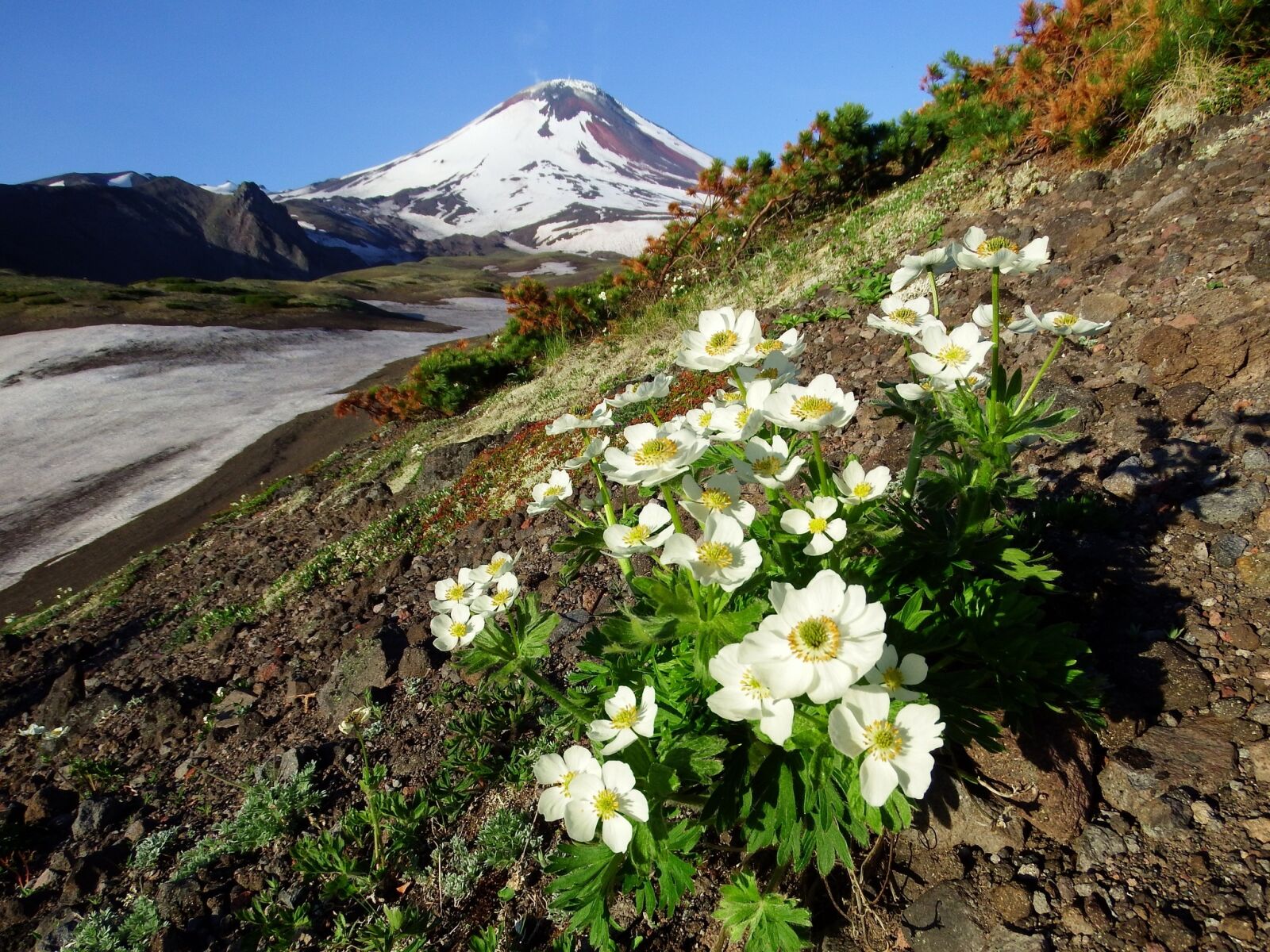 Fujifilm FinePix S1 sample photo. The volcano avachinsky, summer photography