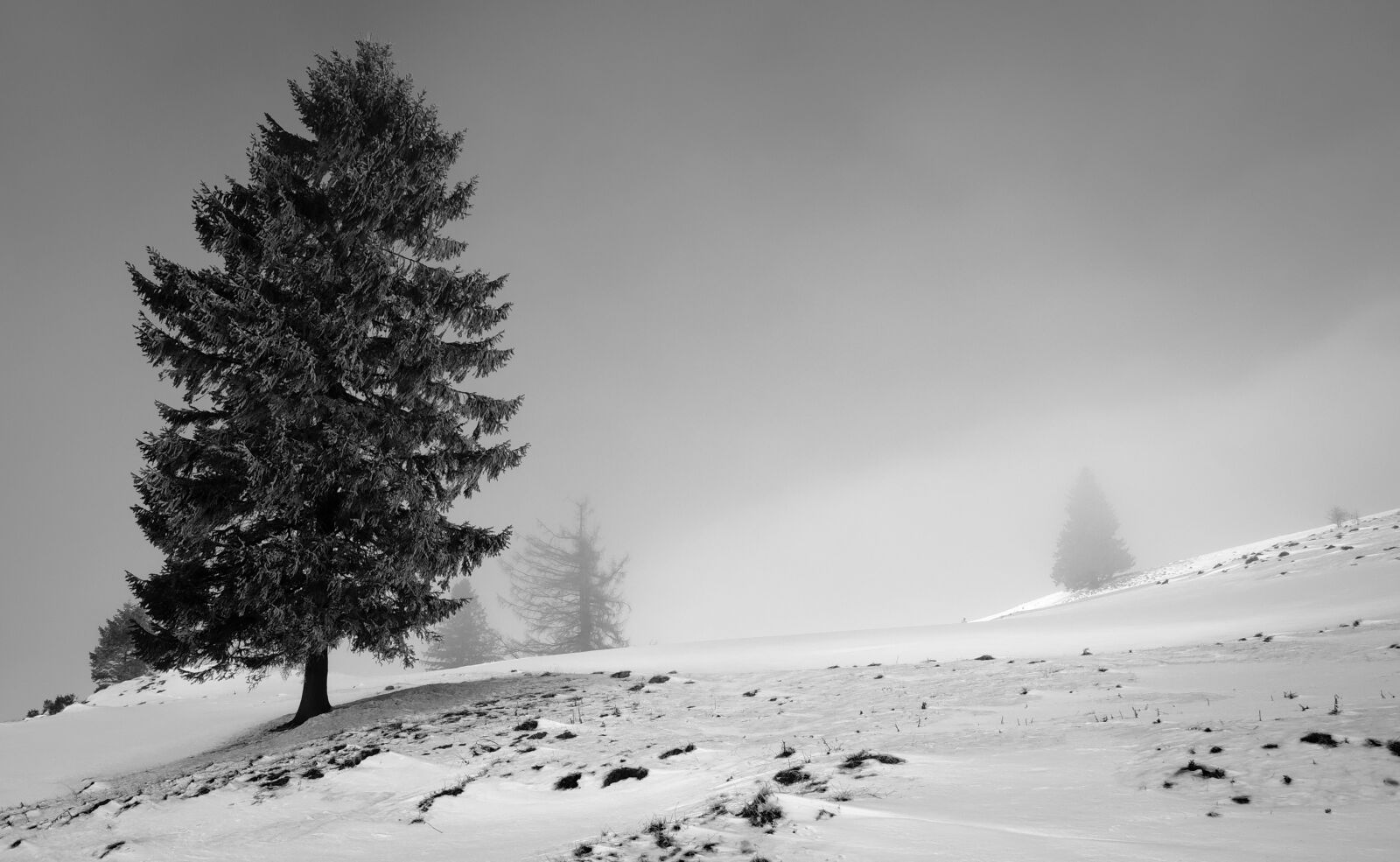 Nikon D90 sample photo. Landscape, tree, nature photography