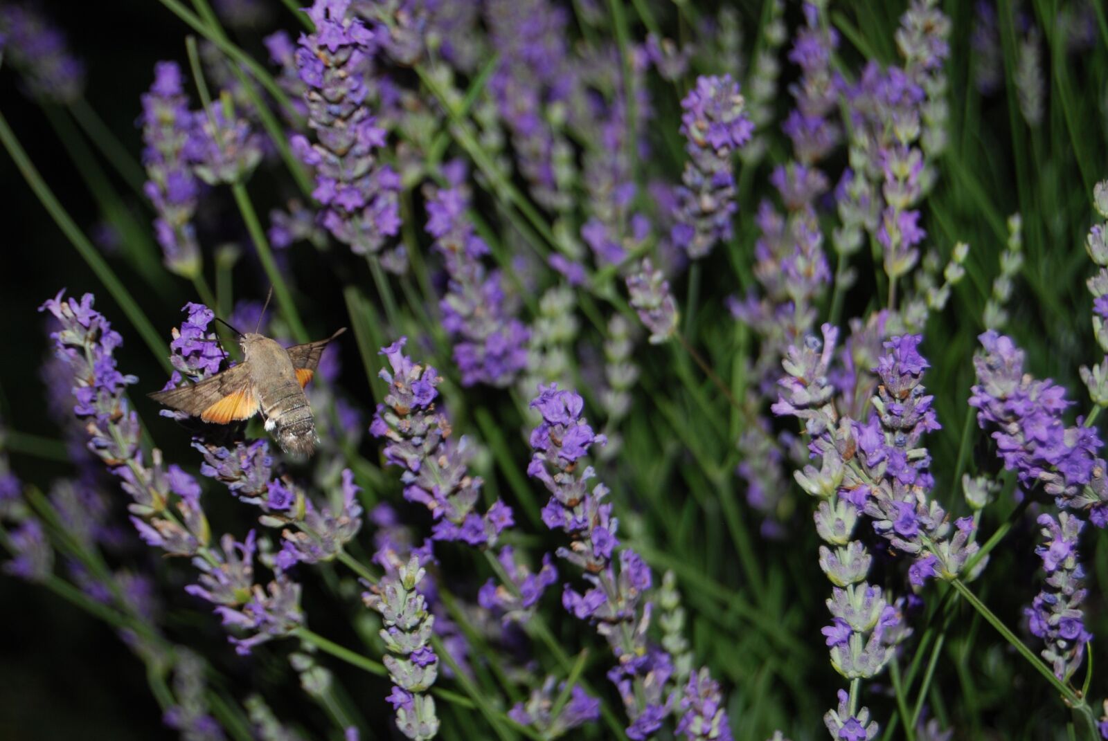 Nikon D40X sample photo. Macroglossum, stellatarum, fly photography