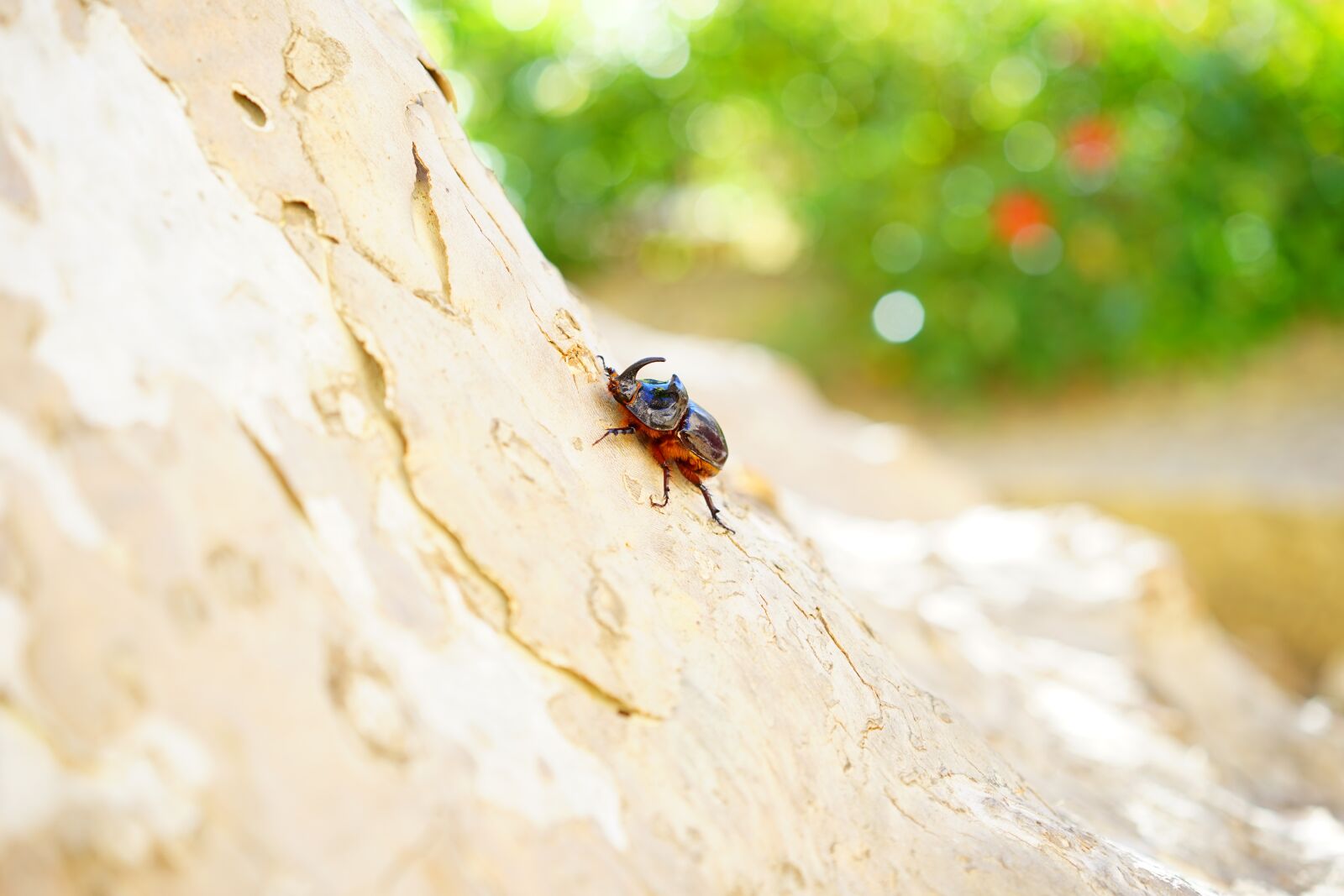 Sony a7 + Sony Sonnar T* FE 55mm F1.8 ZA sample photo. Rhinoceros beetle, beetle, horn photography