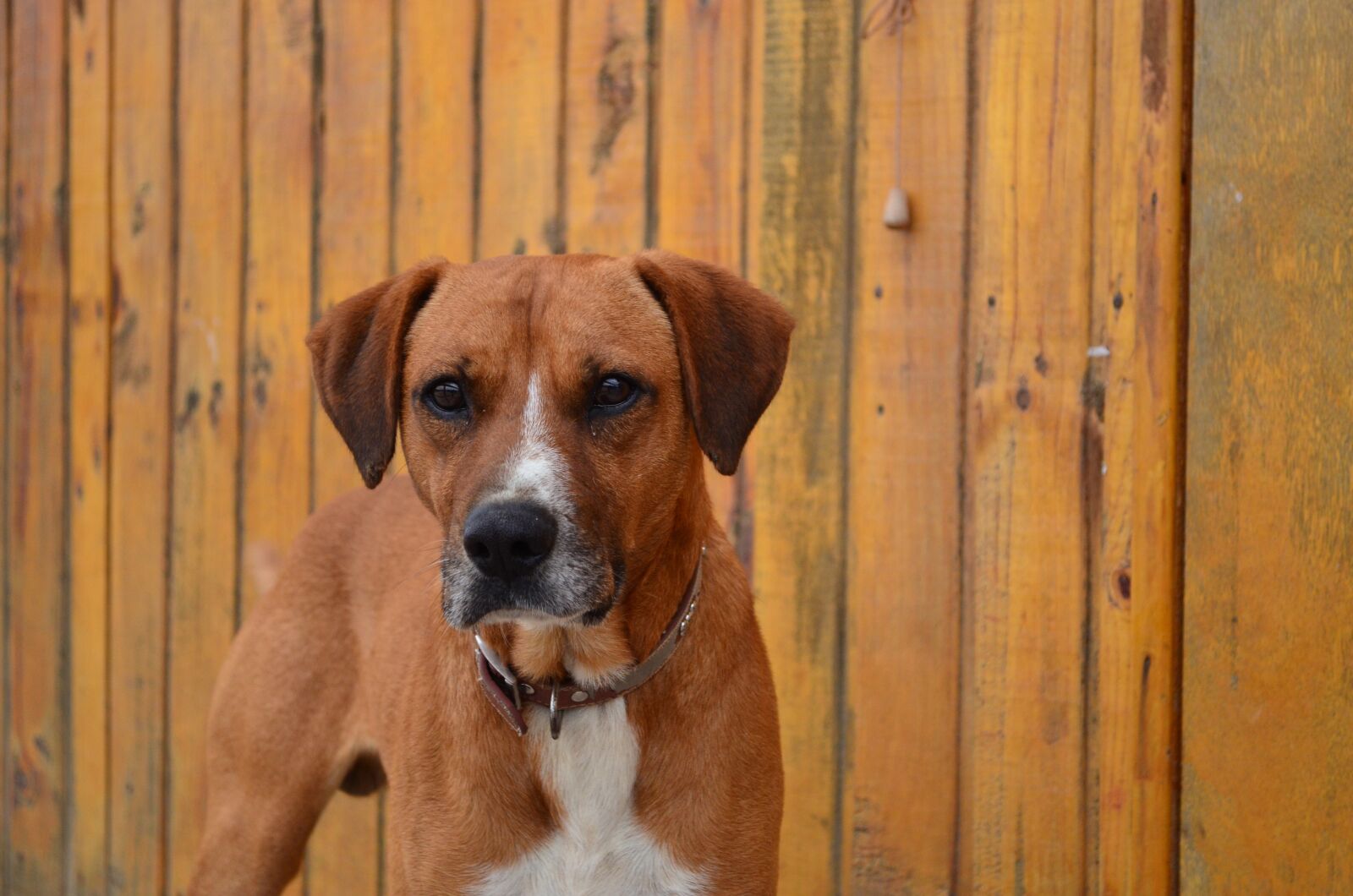 Nikon D5100 sample photo. Dog, beach, pet photography