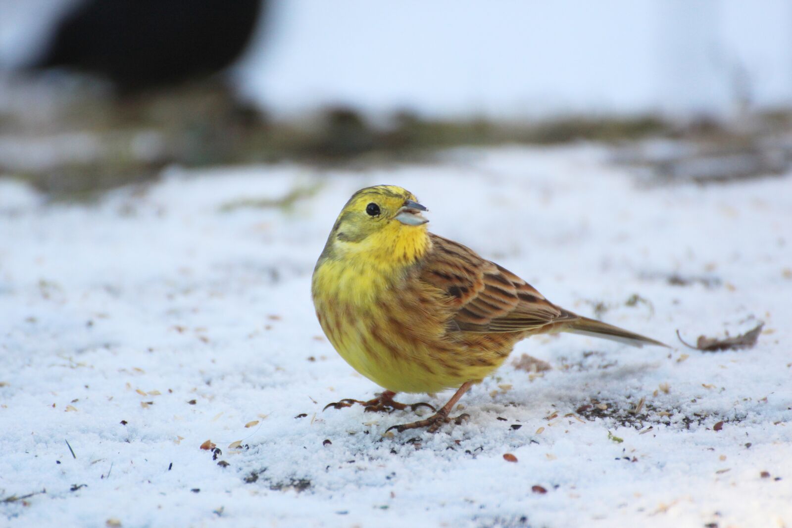 Canon EOS 600D (Rebel EOS T3i / EOS Kiss X5) sample photo. Goldammer, bird, winter photography