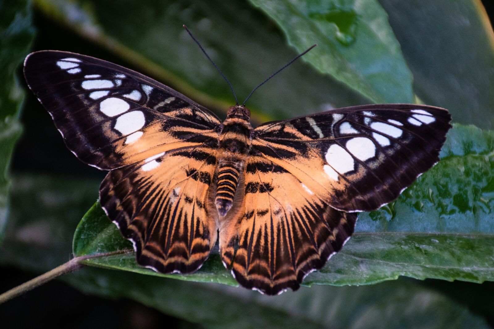 Nikon D7200 sample photo. Butterfly, nature, orange photography