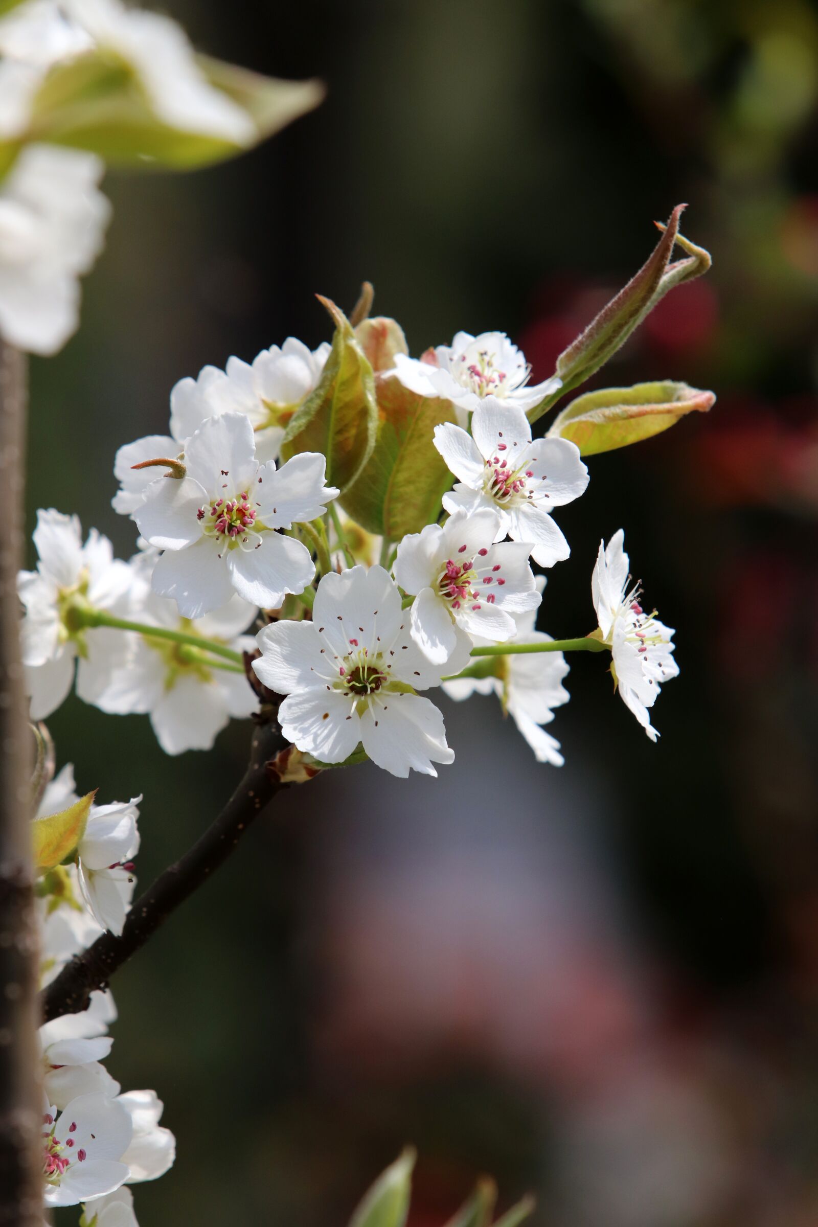 Canon EF 70-200mm F2.8L USM sample photo. Spring, cherry blossom, flowers photography