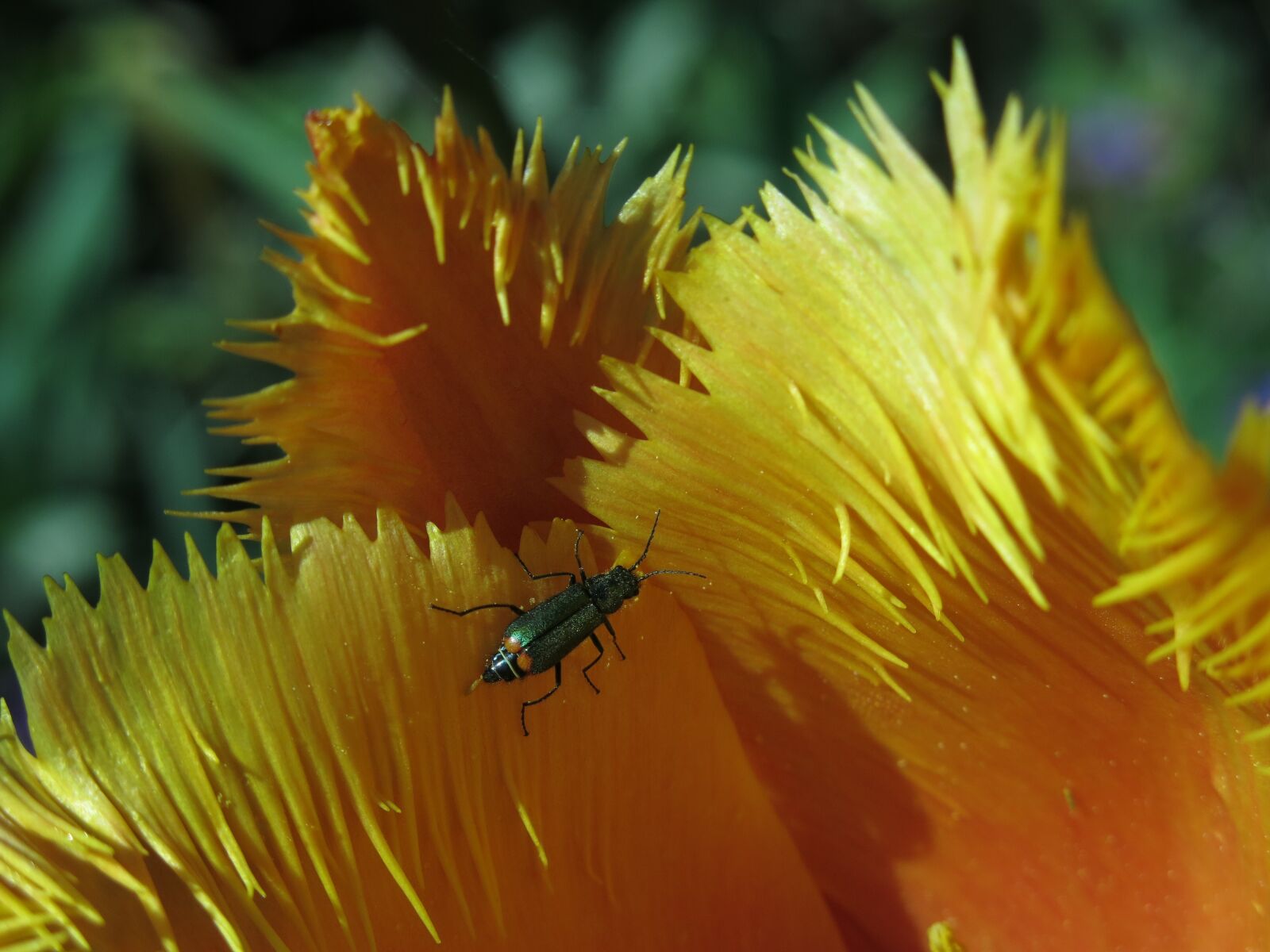 Canon PowerShot G15 sample photo. Tip beetle, beetle, two photography
