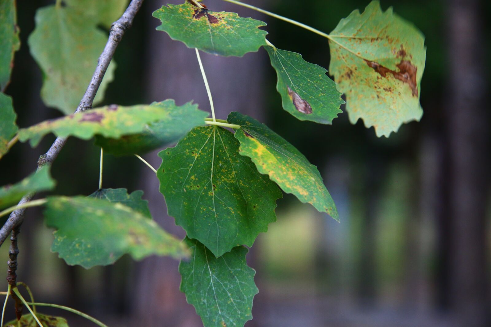 Canon EF-S 17-85mm F4-5.6 IS USM sample photo. The leaves of the photography