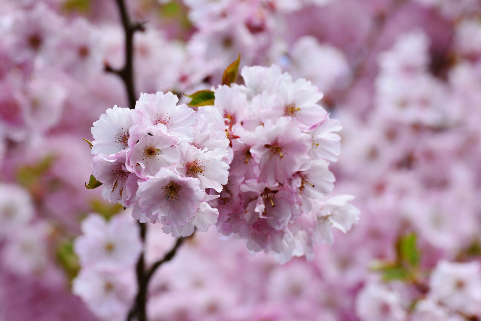 Nikon D5200 sample photo. Cherry blossoms, japanese cherry photography