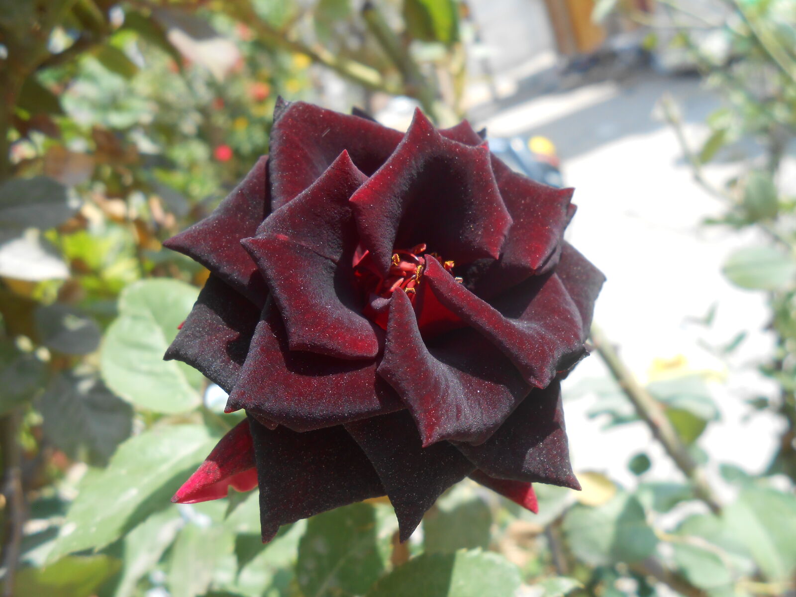 Nikon COOLPIX S4200 sample photo