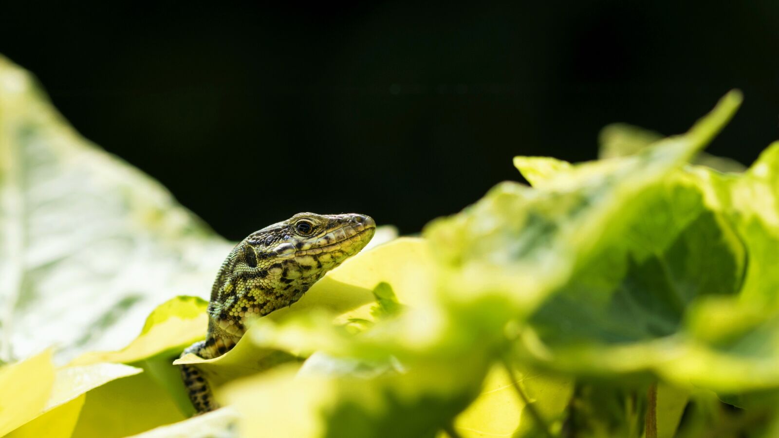 Nikon D7200 sample photo. Lizard, green, animal photography