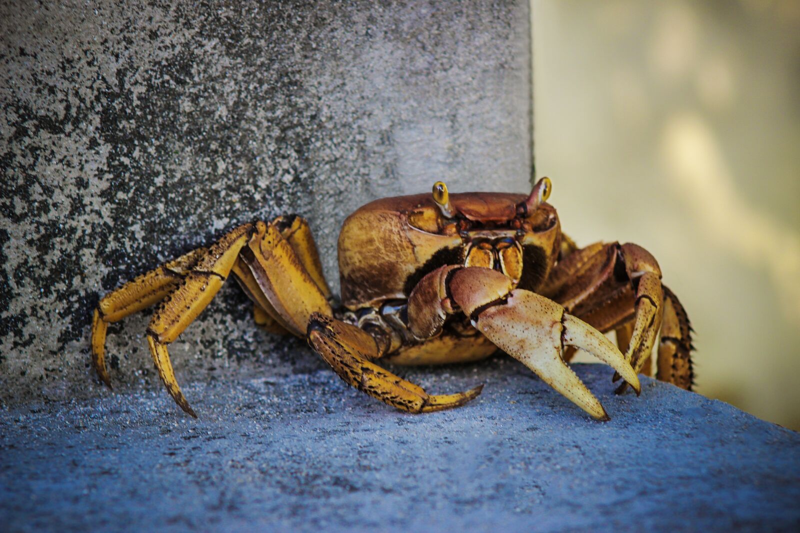 Canon EOS 600D (Rebel EOS T3i / EOS Kiss X5) + Canon EF 75-300mm f/4-5.6 sample photo. Crab, nature, animal photography