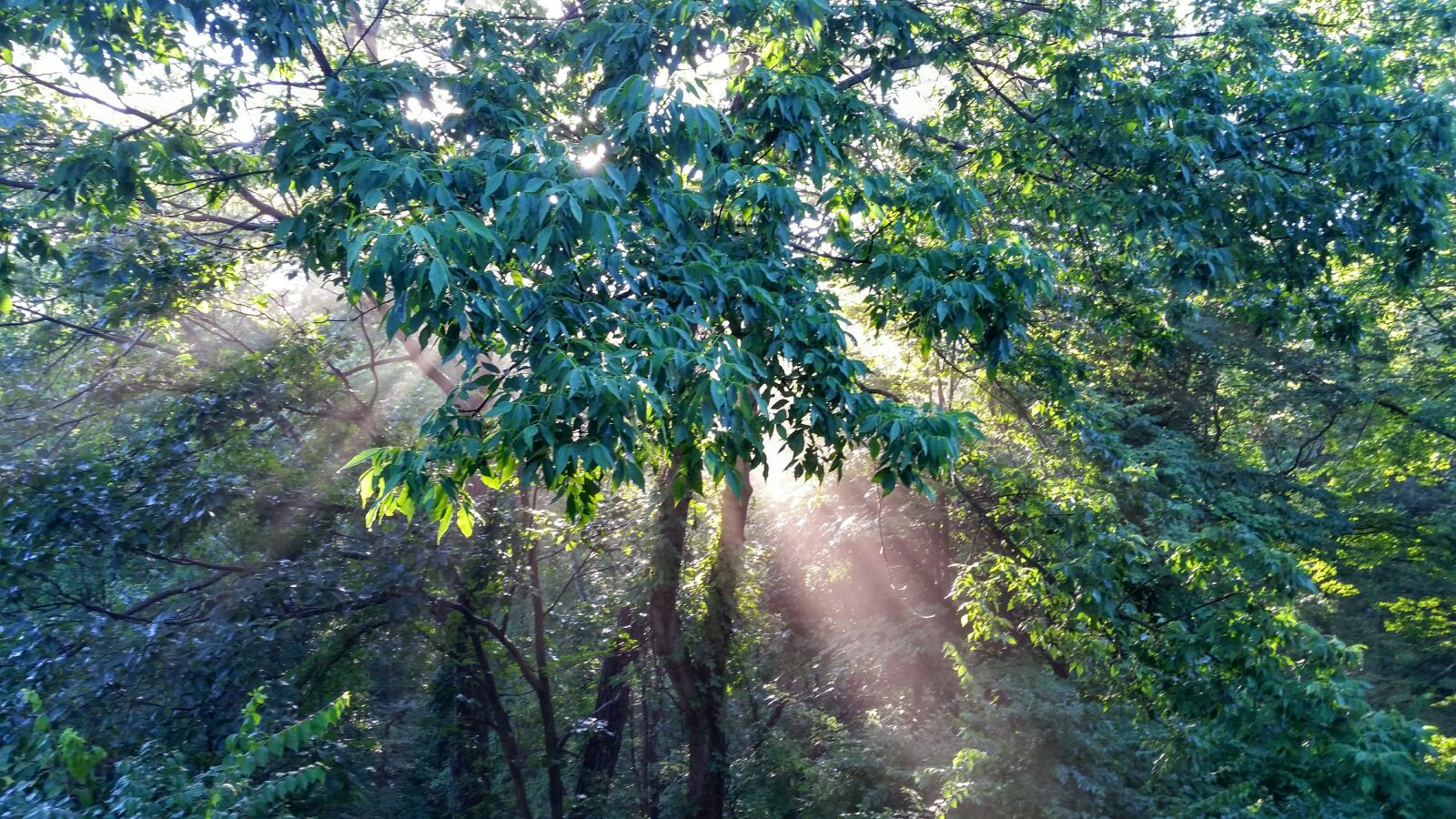 Samsung Galaxy S5 sample photo. Enchanted forest, forest, light photography