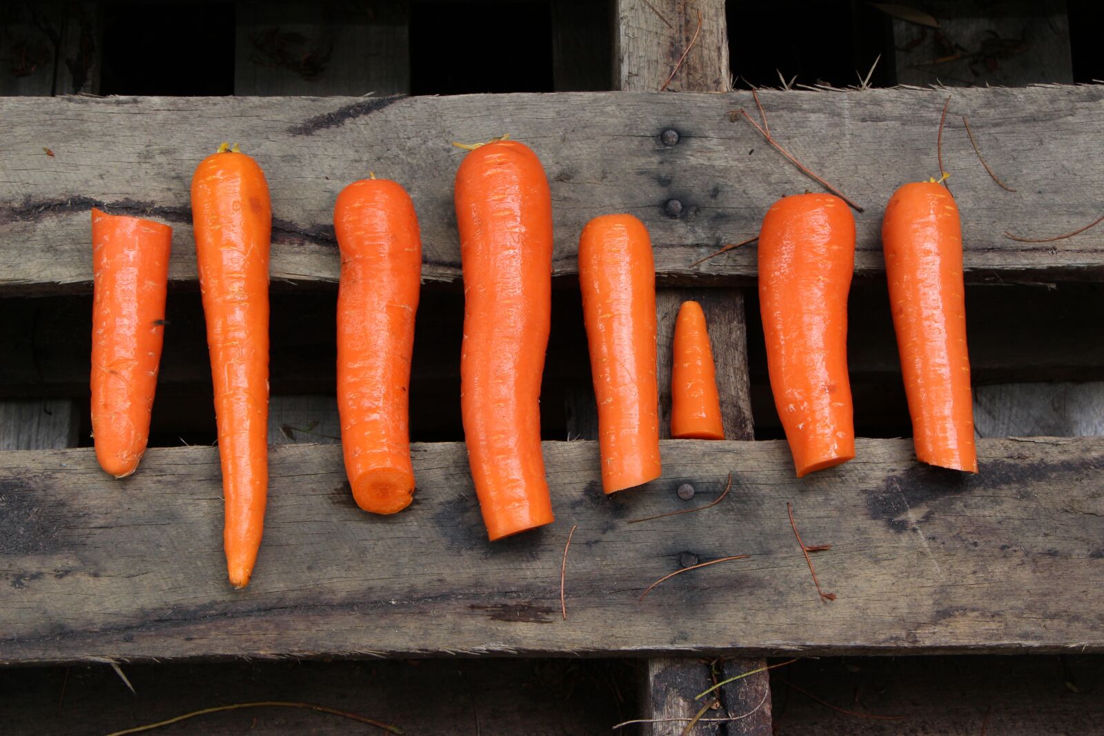 Canon EOS 650D (EOS Rebel T4i / EOS Kiss X6i) sample photo. Orange, wood, carrots photography