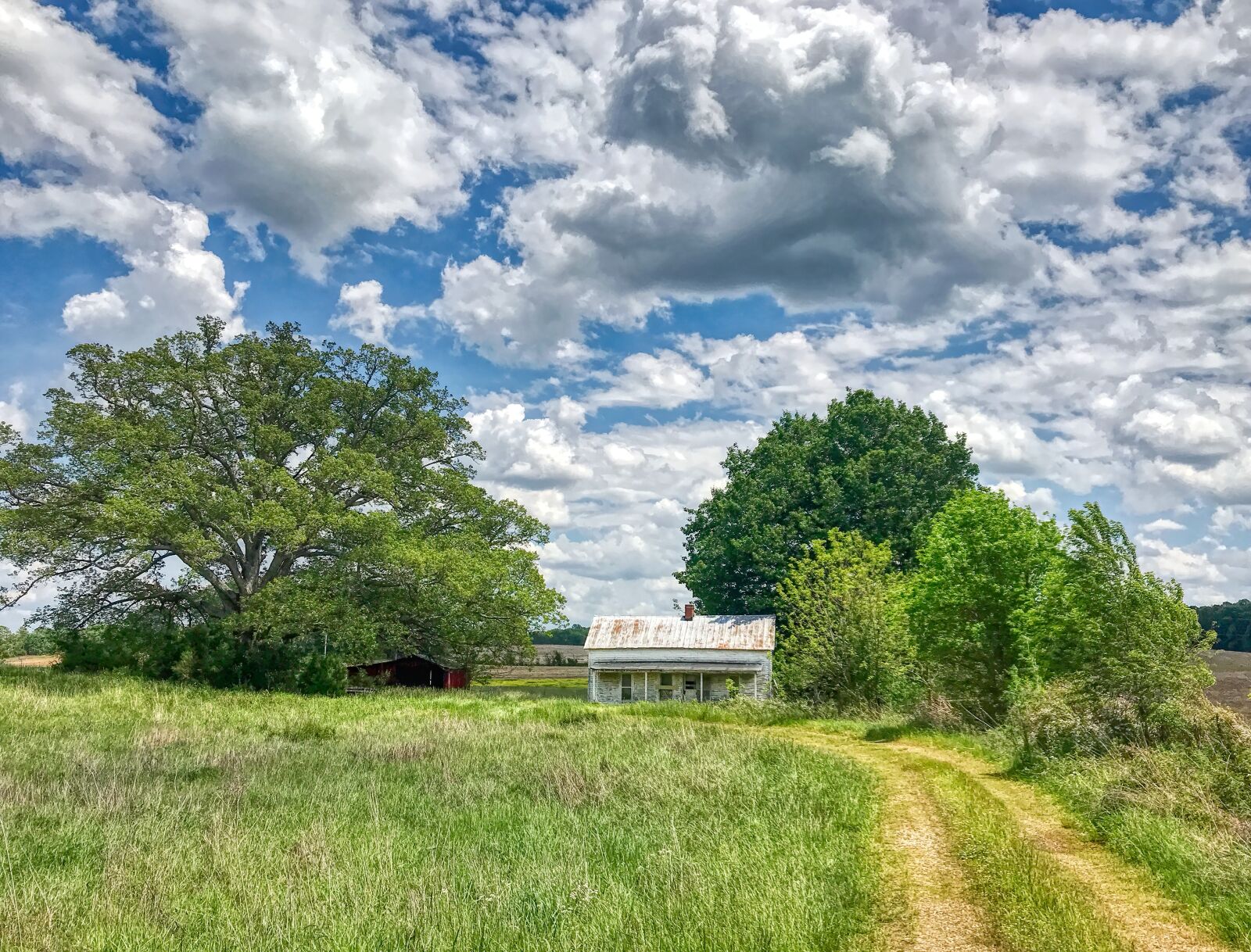 iPhone 7 Plus back camera 3.99mm f/1.8 sample photo. Rural, country, trees photography