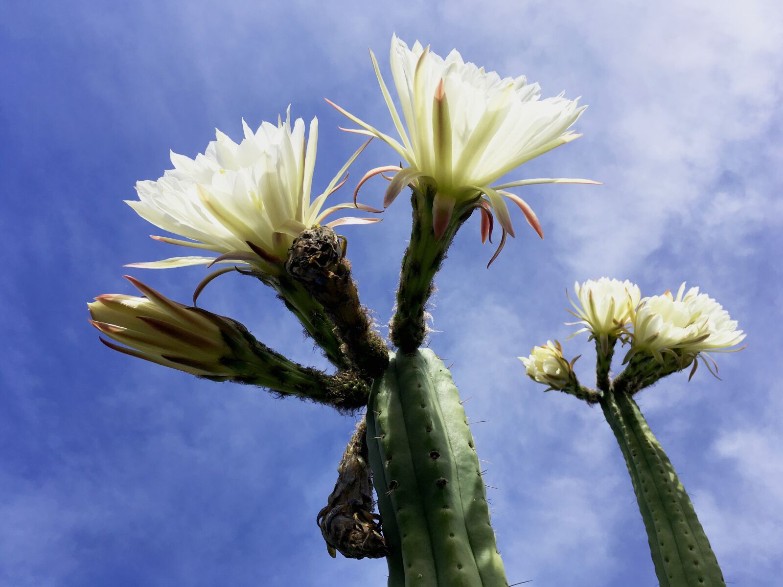 Apple iPhone SE sample photo. Flower, cactus, tropics photography