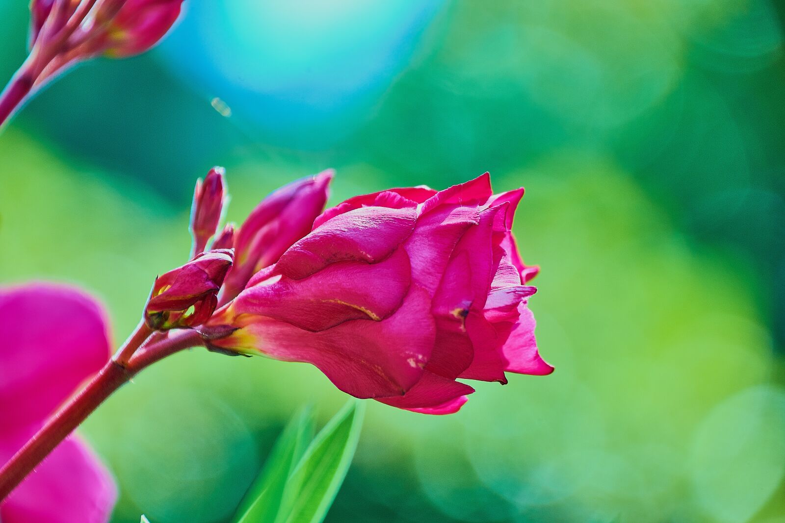 Nikon D7200 sample photo. Oleander, flower, red photography