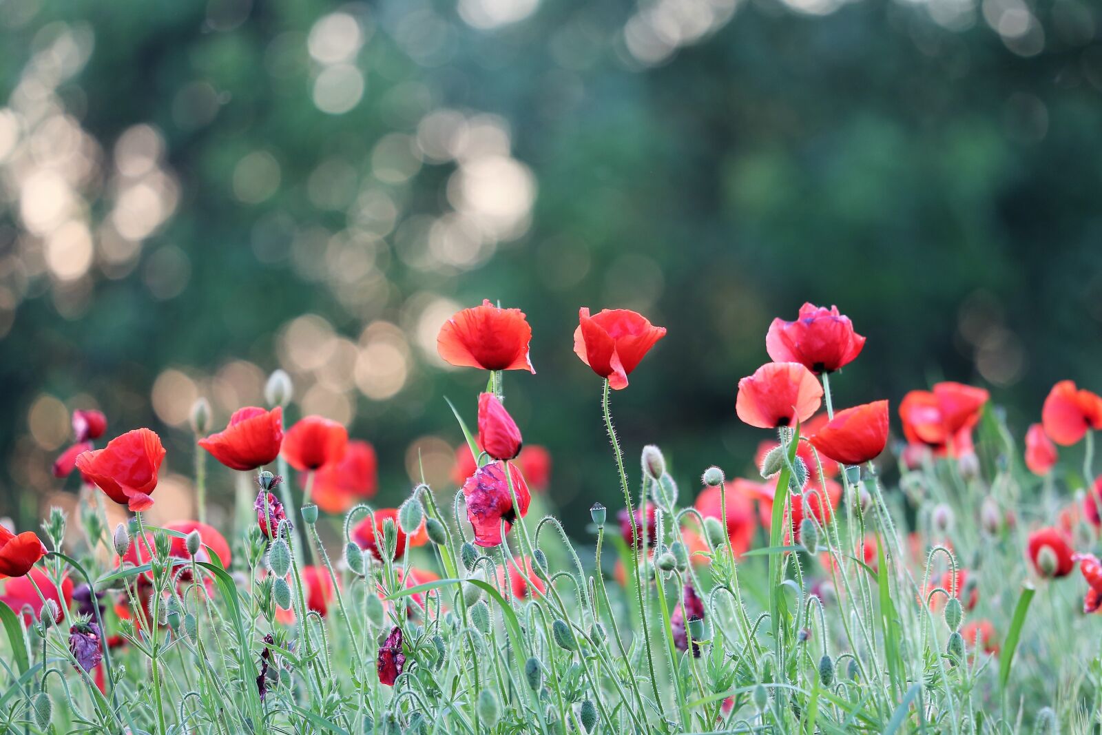 Canon EF 70-300 F4-5.6 IS II USM sample photo. Red poppy, evening, bloom photography