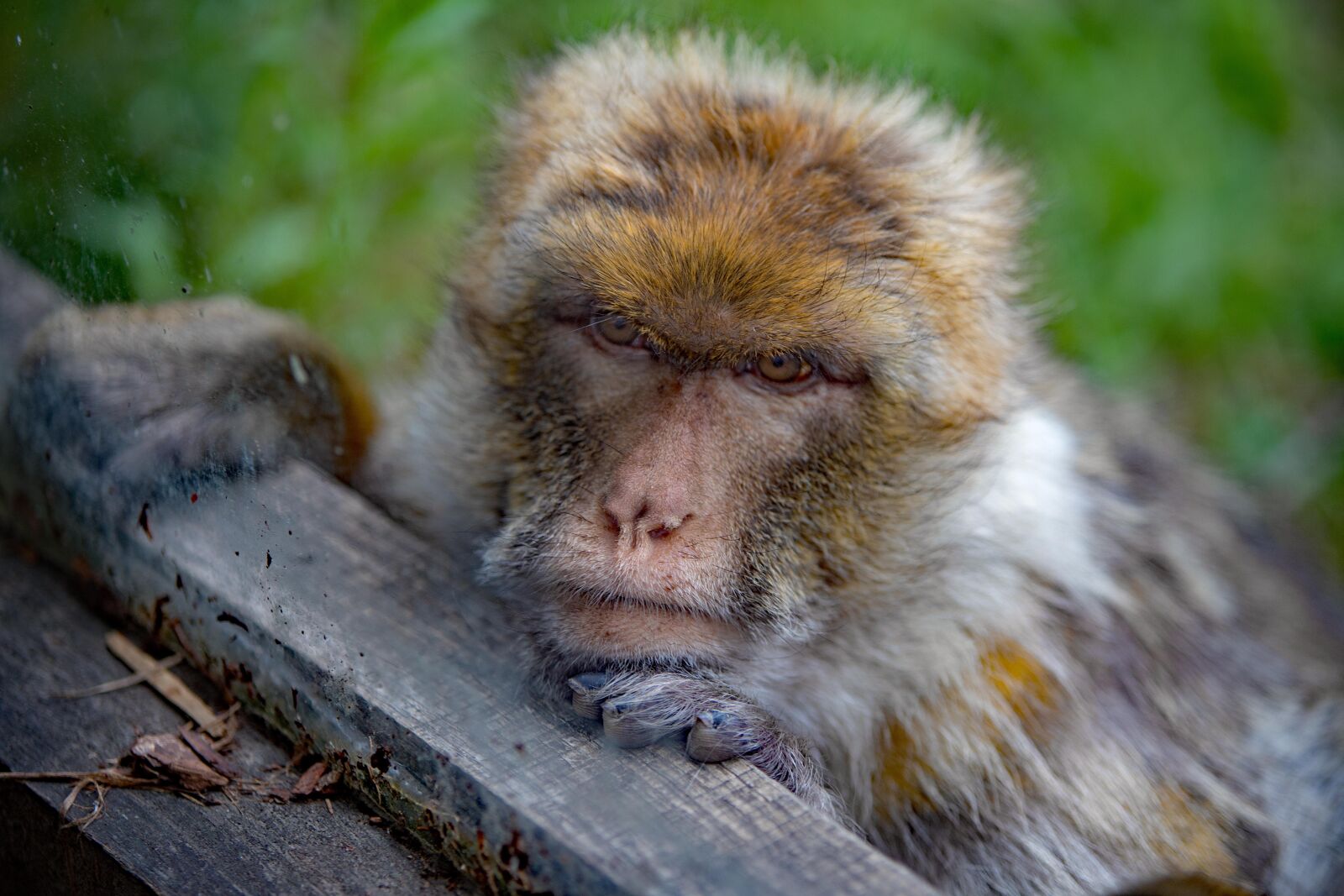 Canon EOS 6D Mark II sample photo. Barbary macaque, zoo, mammal photography