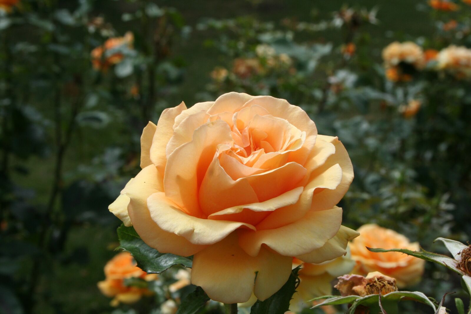 Canon EOS 350D (EOS Digital Rebel XT / EOS Kiss Digital N) sample photo. Rose, flower, nature photography