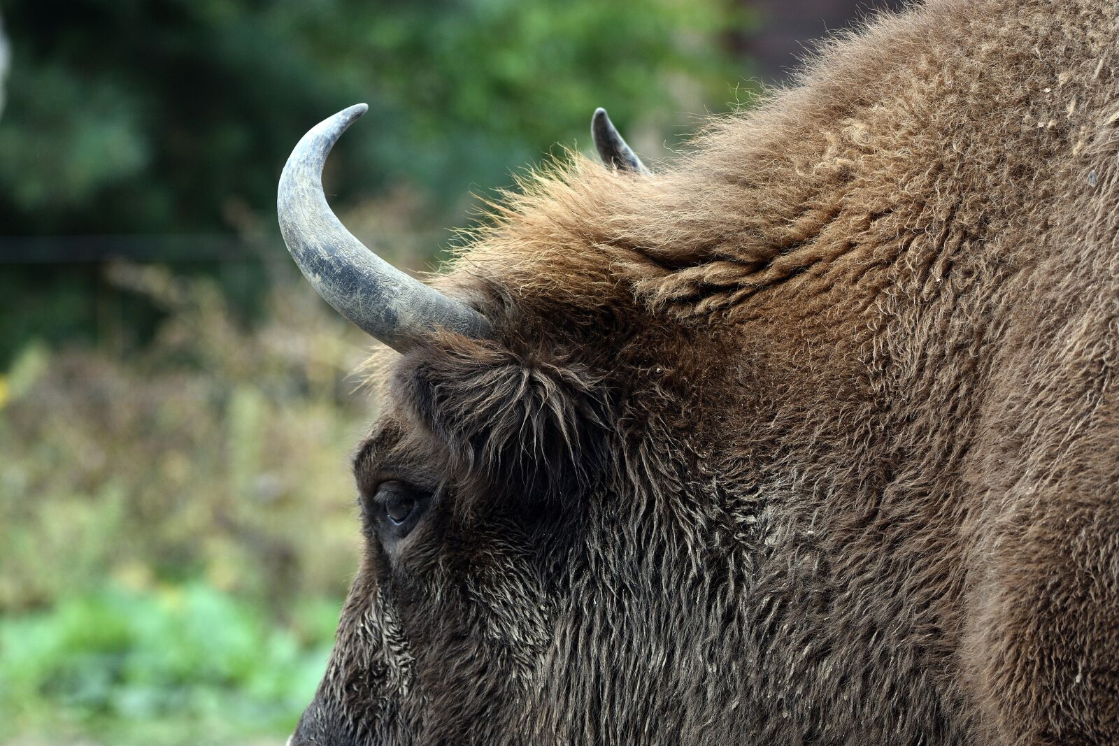 Nikon D3400 sample photo. Bison, animal, wild photography