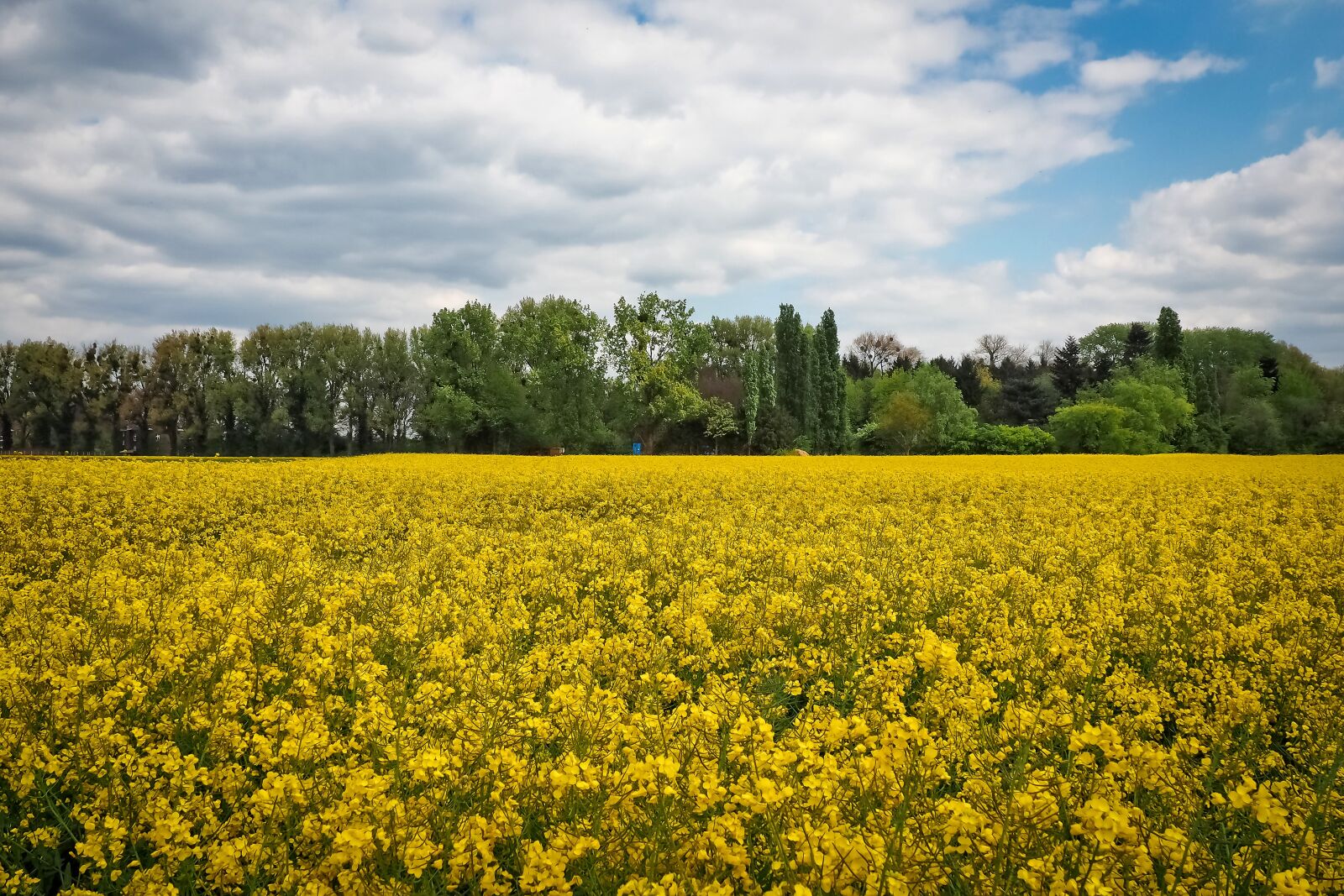 Olympus OM-D E-M10 sample photo. Landscape, field of rapeseeds photography