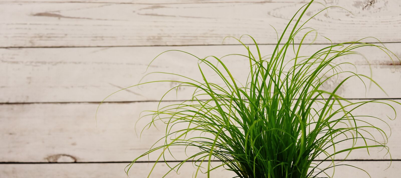Nikon D7200 sample photo. Grass, green, plant photography