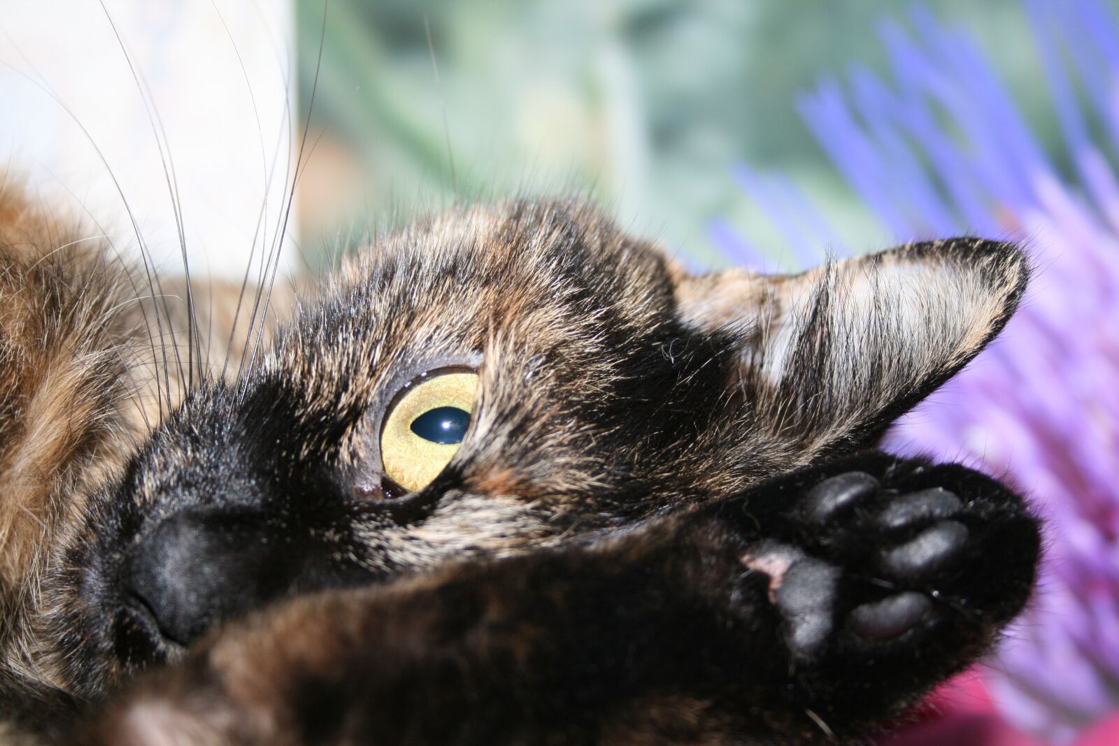 Canon EOS 400D (EOS Digital Rebel XTi / EOS Kiss Digital X) sample photo. Cat, cat's eye, pet photography