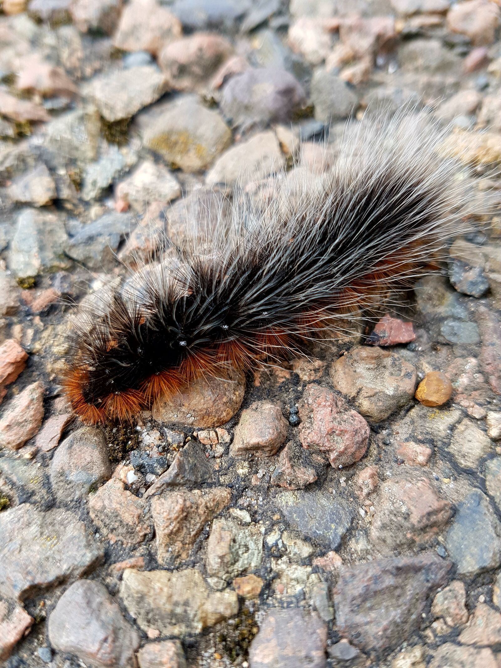 Samsung Galaxy S7 sample photo. Caterpillar, fury, multi color photography