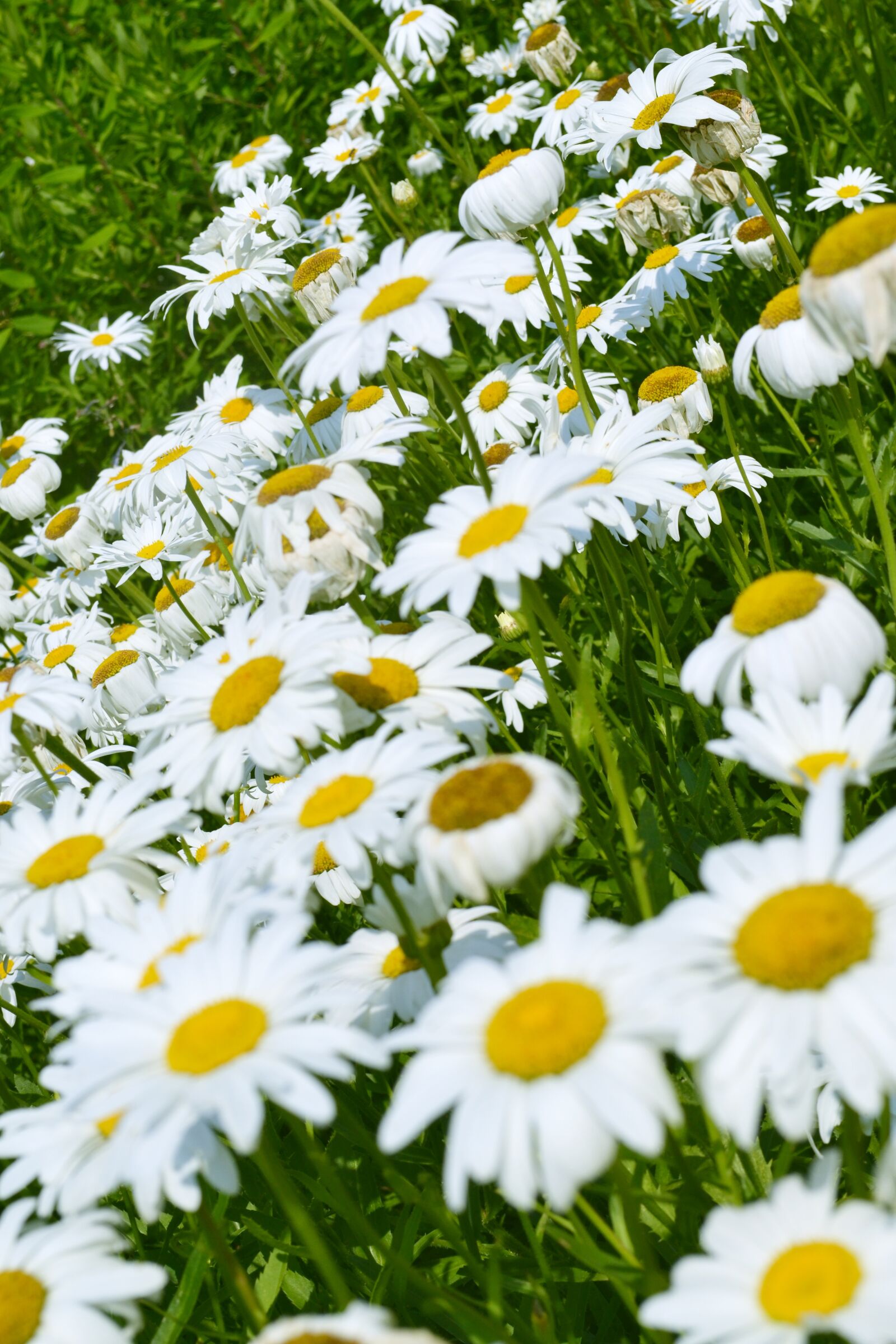Nikon D3100 sample photo. Flowers, lawn, summer photography