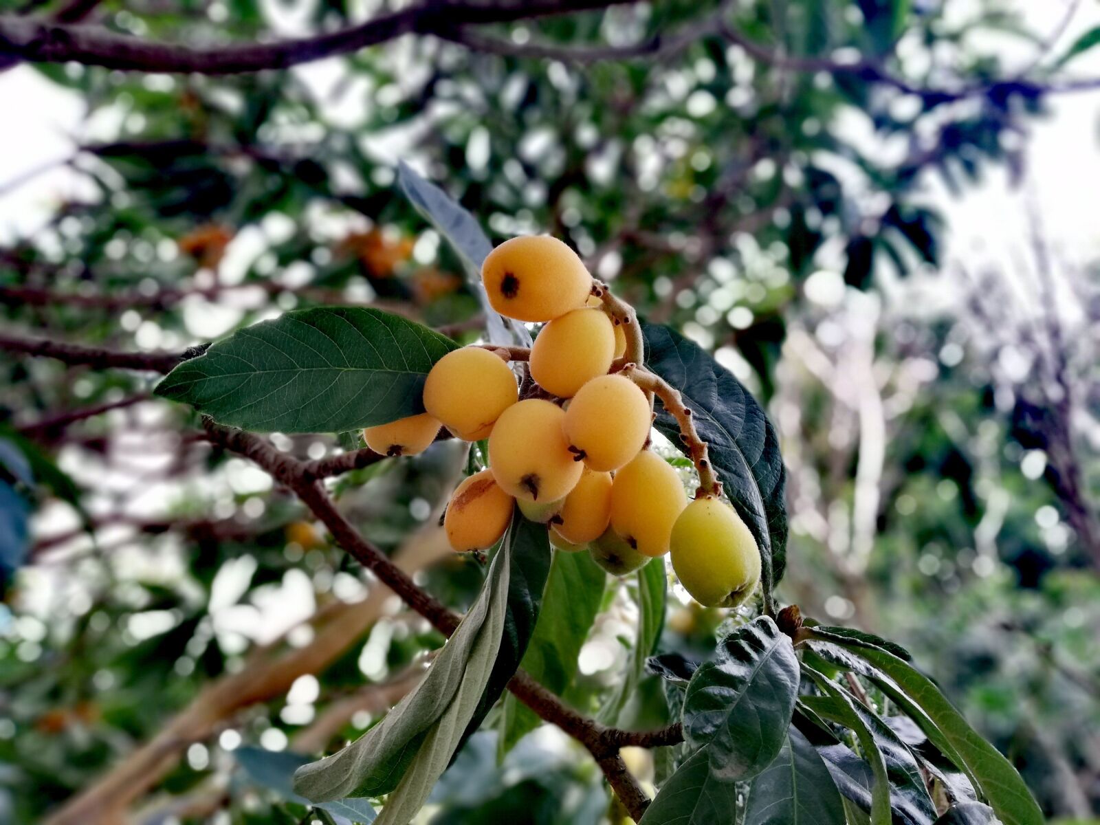 HUAWEI P20 lite sample photo. Loquat, plant, eriobotrya japonica photography
