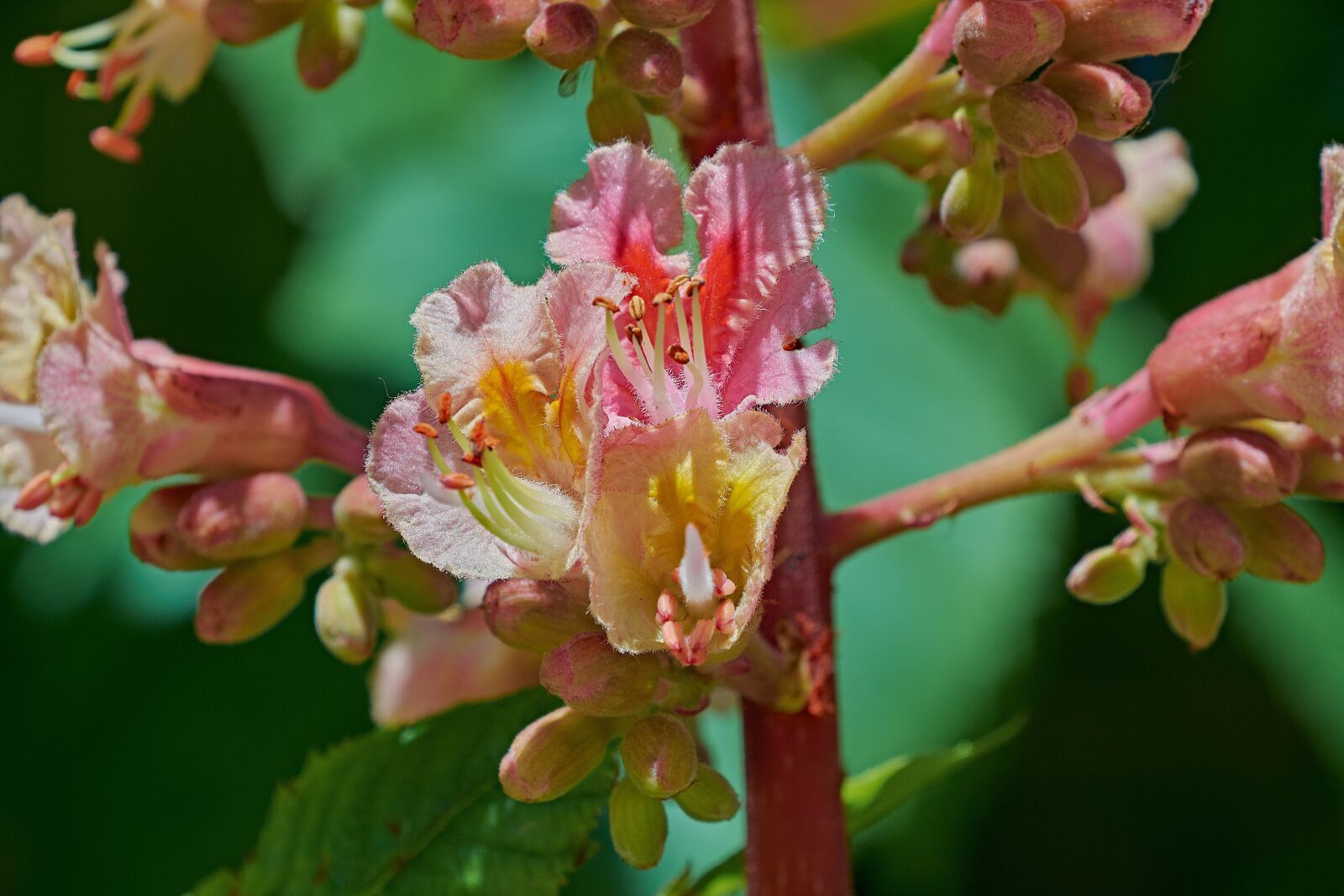 Nikon D7200 sample photo. Flower, branch, tree photography