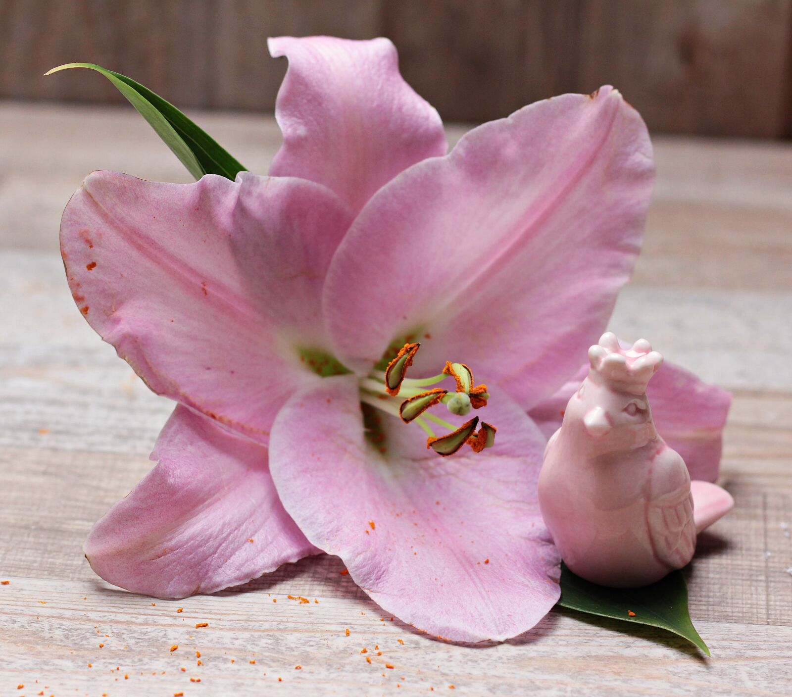 Canon EOS 550D (EOS Rebel T2i / EOS Kiss X4) sample photo. Lily, flower, blossom photography