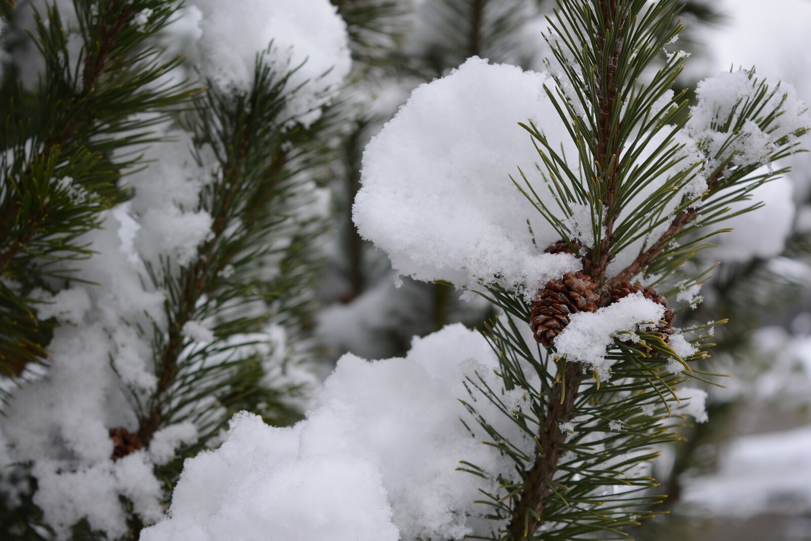Nikon D5200 sample photo. Winter, snow, conifer photography