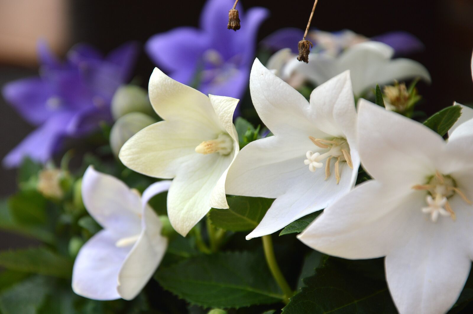 Nikon D3200 sample photo. Flowers, balcony plants, bloom photography