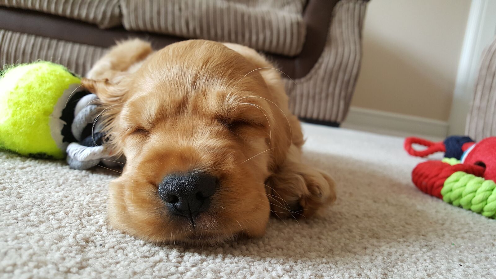 Samsung GALAXY S6 edge sample photo. Dog, golden, sleep photography