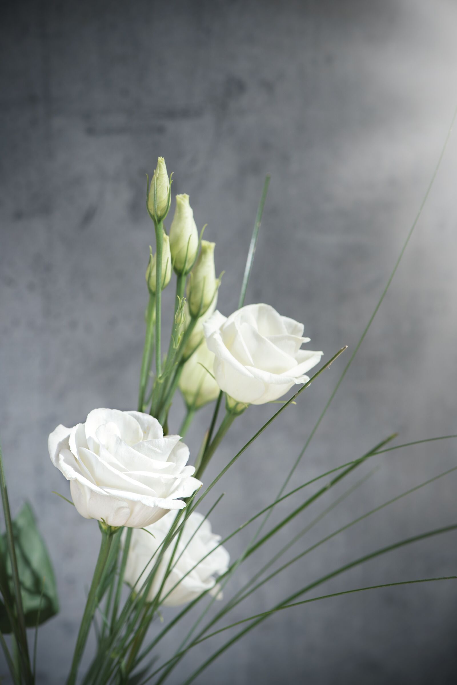 Nikon D750 sample photo. Lisianthus, flower, blossom photography