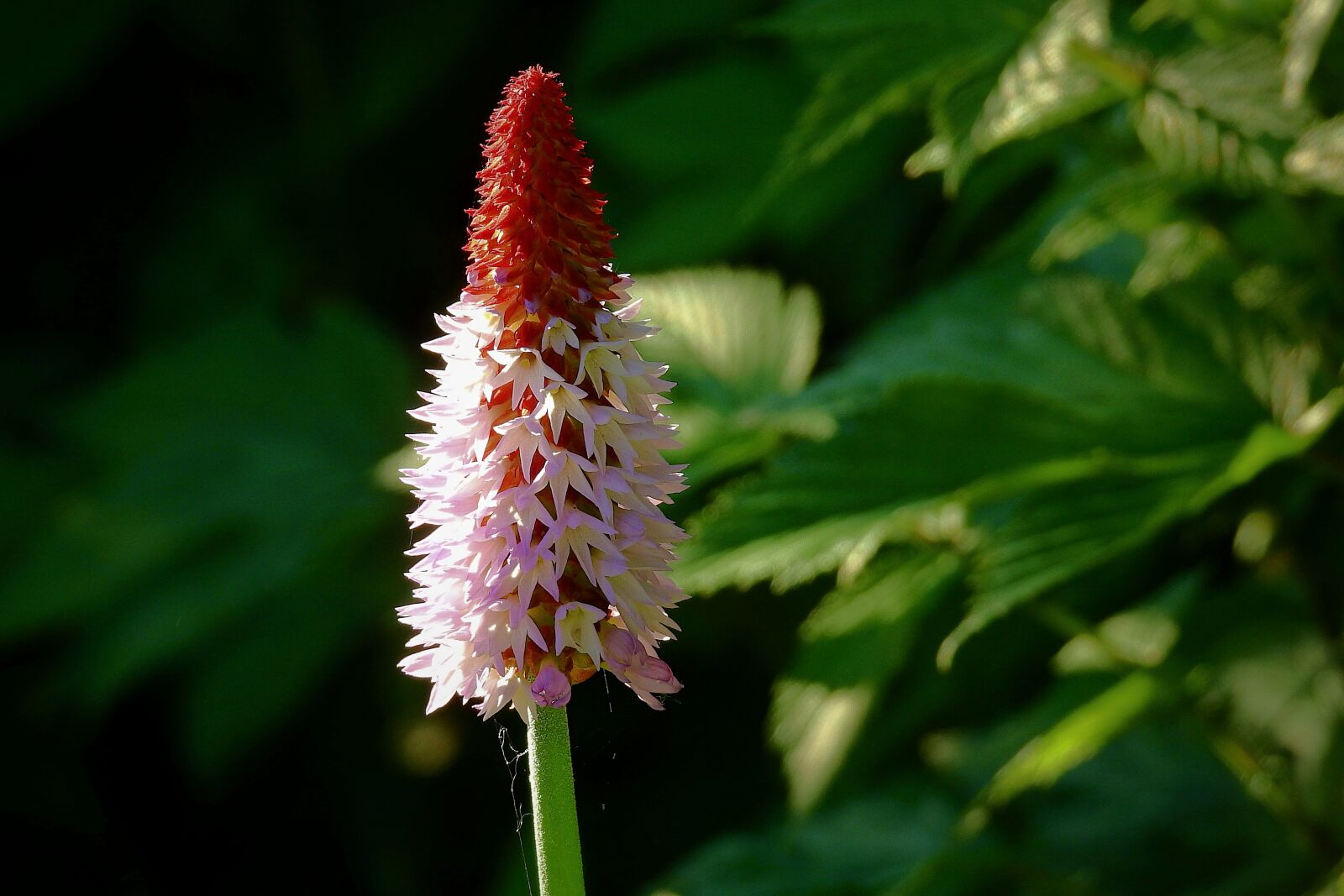 Nikon Coolpix P900 sample photo. Flower, nature, beauty photography