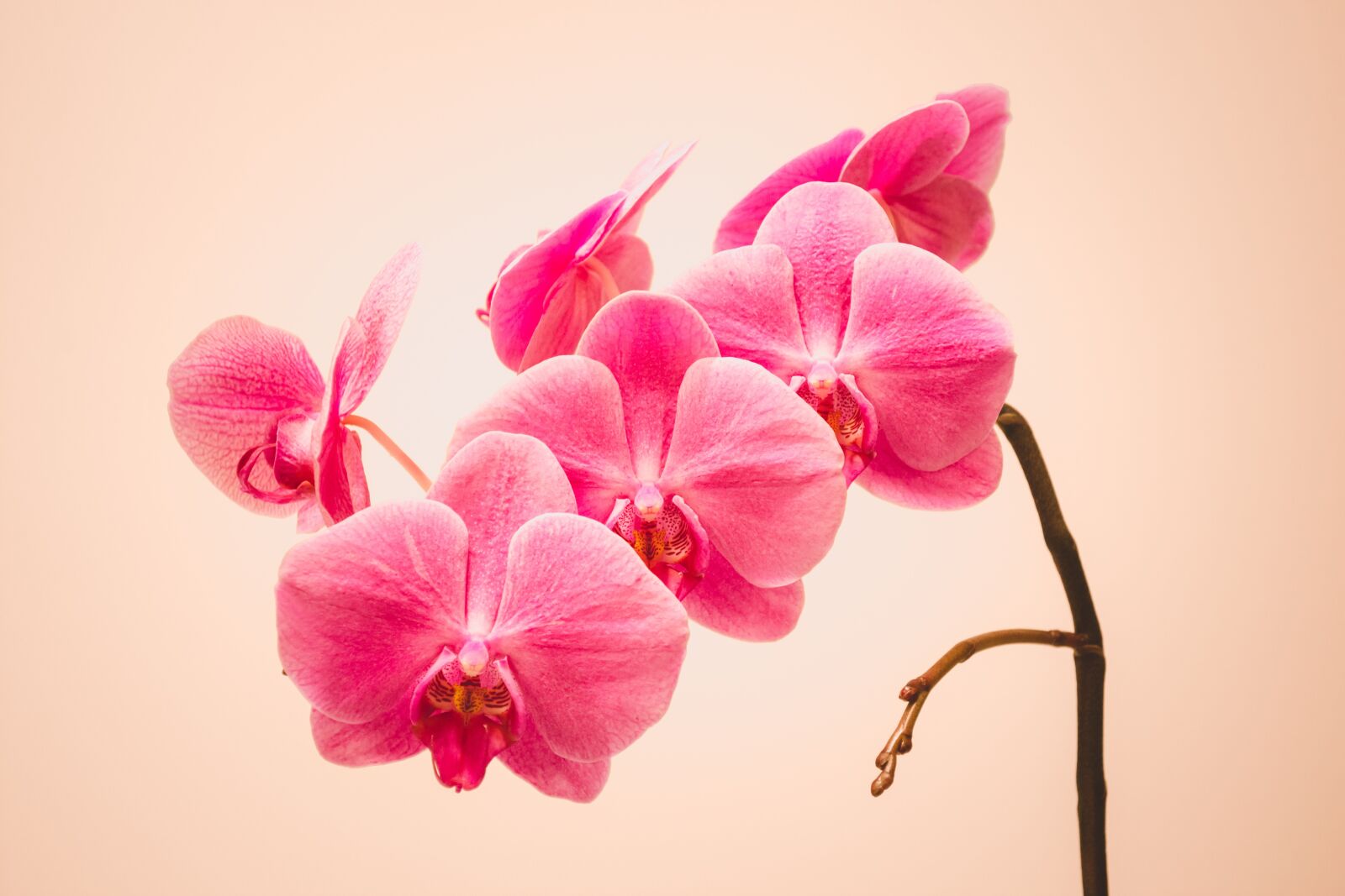 Nikon D7200 sample photo. Orchid, flower, pink photography