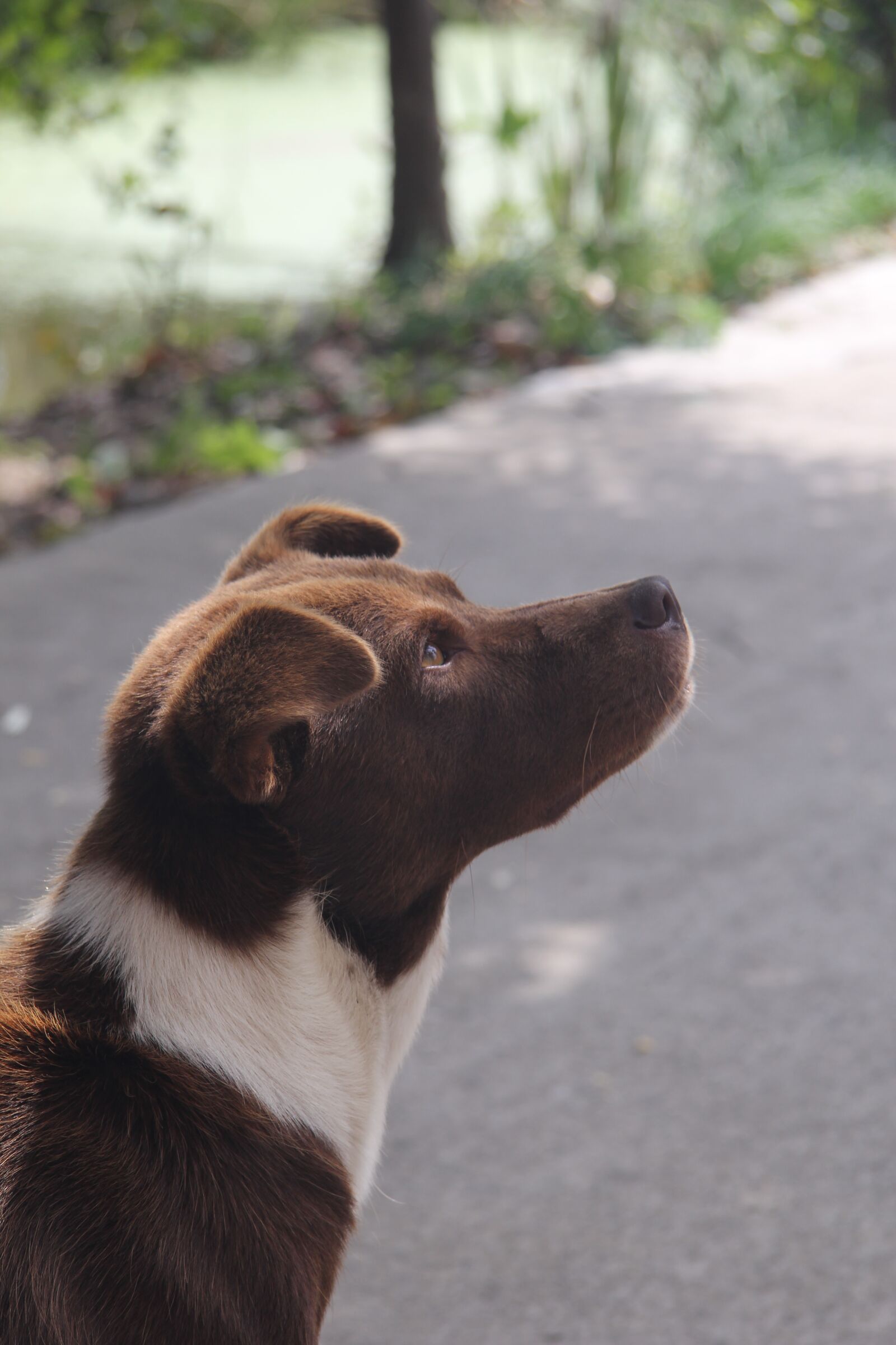 Canon EF-S 17-85mm F4-5.6 IS USM sample photo. Dog, look, silhouette photography