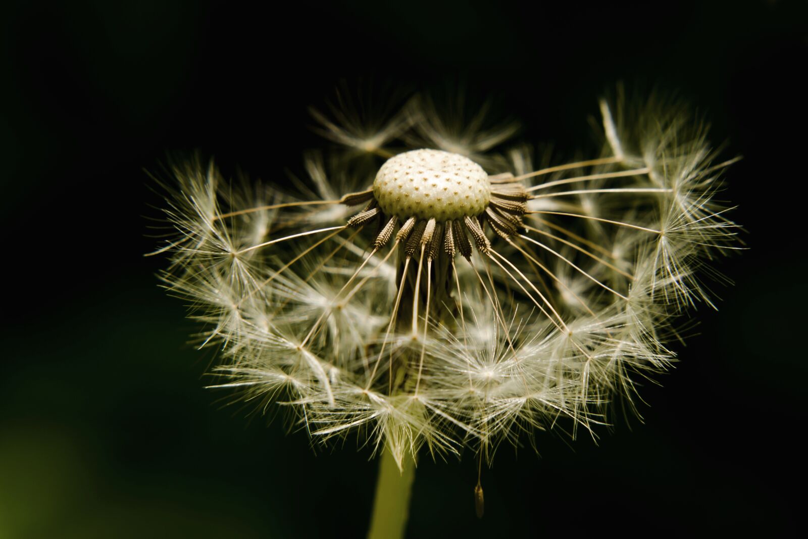 Nikon D5100 sample photo. Dandelion, light, seeds photography