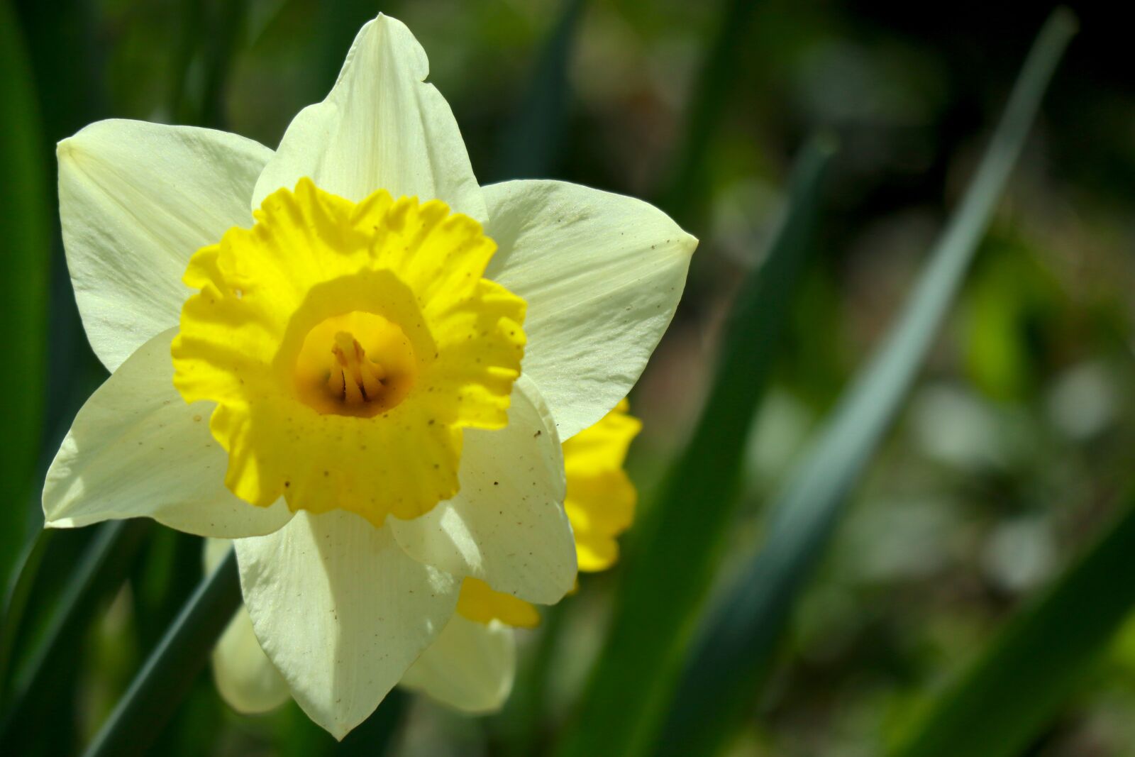 Canon EOS M100 sample photo. Snowflake, yellow, blossom photography