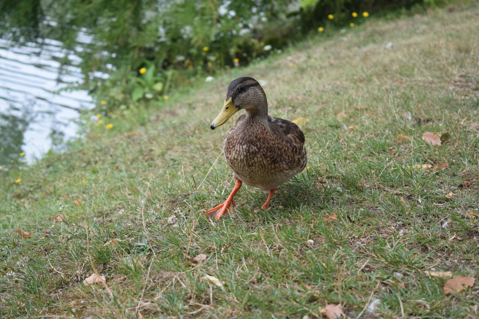 Nikon D5300 sample photo. Duck, nature, animal world photography