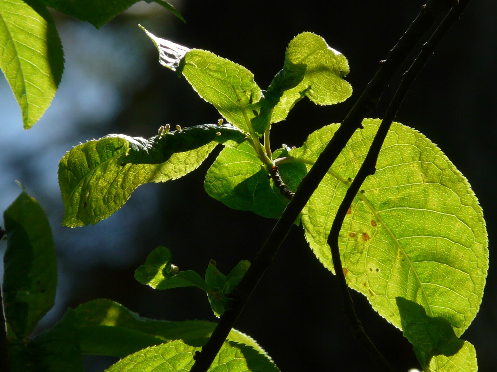 Panasonic DMC-FZ18 sample photo. Common bird cherry, leaves photography