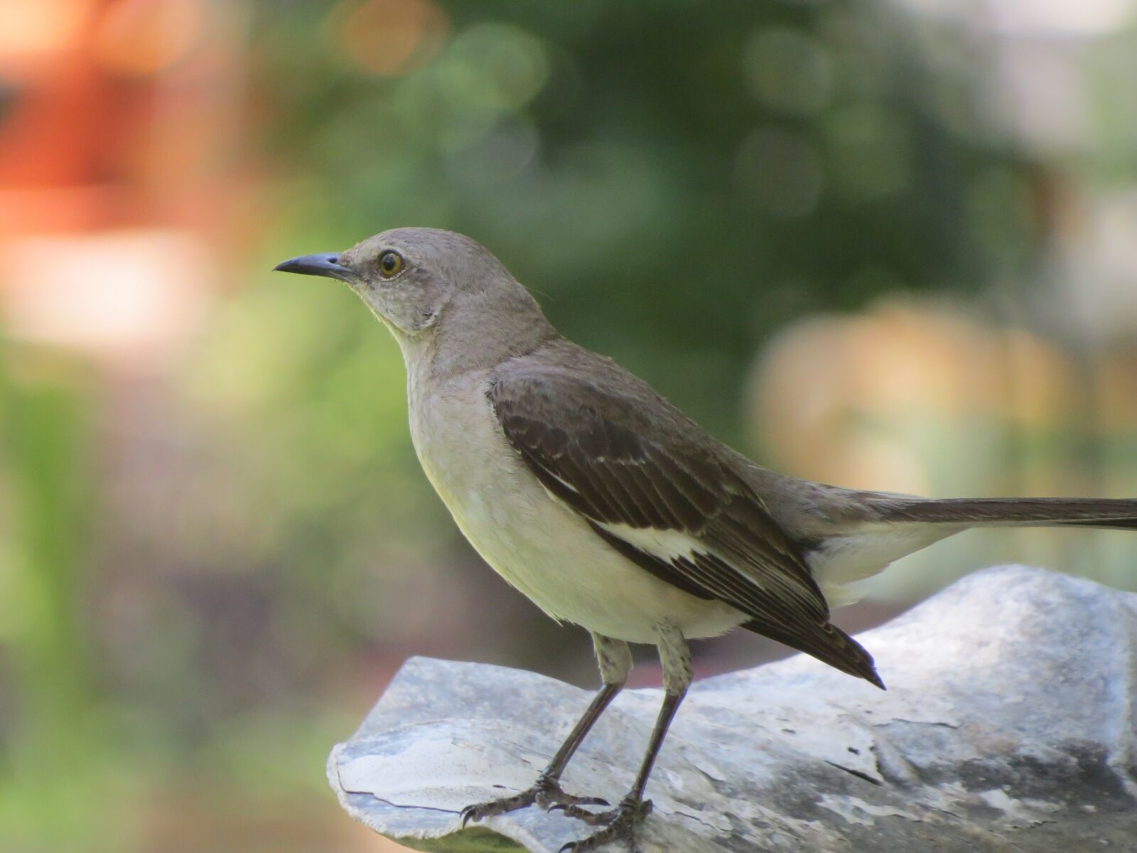Canon PowerShot SX50 HS sample photo. Bird, songbird, mockingbird photography