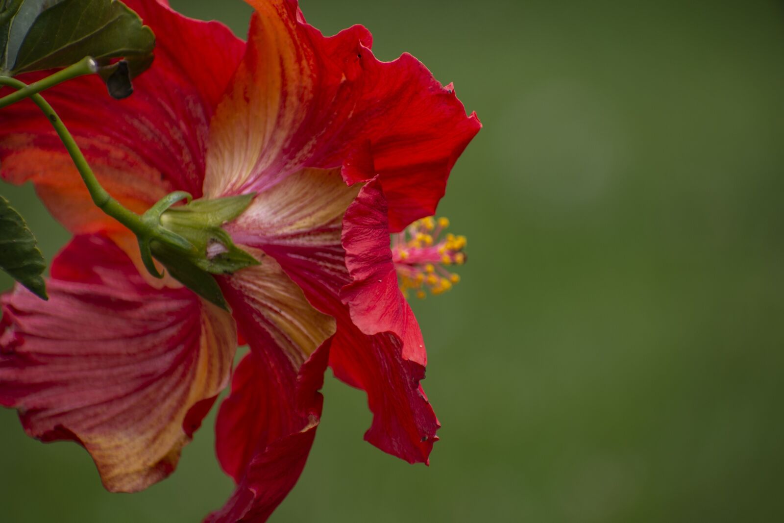 Nikon D600 sample photo. Nature, flower, bella photography