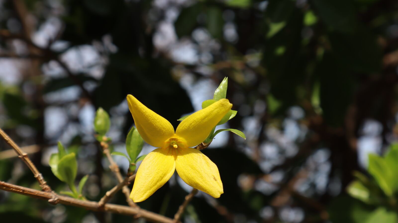 Canon EOS M50 (EOS Kiss M) sample photo. Forsythia, pink, petals photography